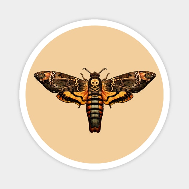 Deaths Head Hawkmoth Magnet by visionarysea